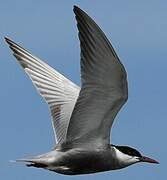 Whiskered Tern