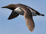 Guillemot de Troïl