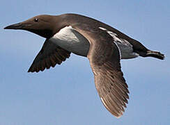 Common Murre