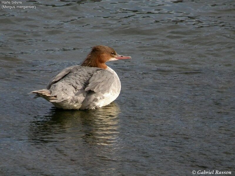 Common Merganser