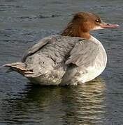 Common Merganser