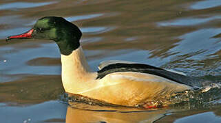 Common Merganser