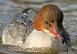 Common Merganser