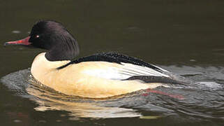 Common Merganser