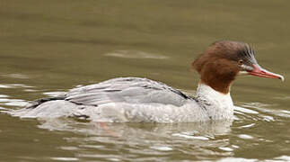 Common Merganser