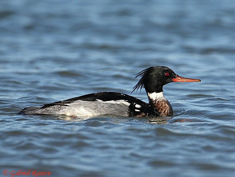 Red-breasted Merganser