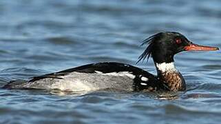 Red-breasted Merganser