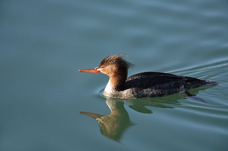 Red-breasted Merganser