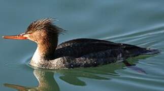 Red-breasted Merganser