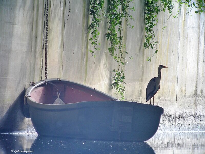 Grey Heron