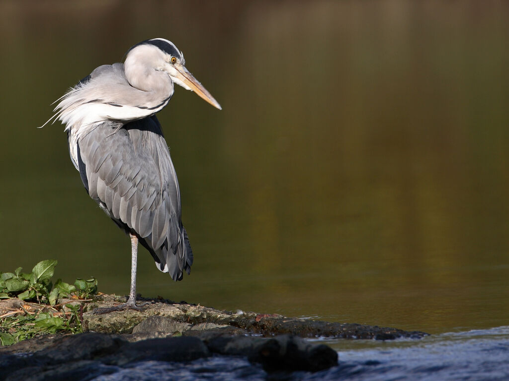 Grey Heron