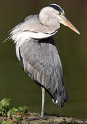 Grey Heron