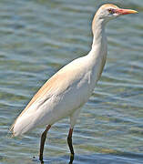 Western Cattle Egret