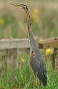 Purple Heron