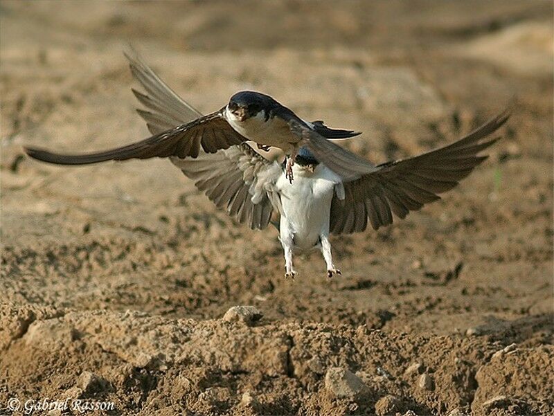 Western House Martin