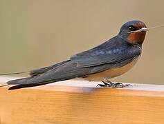 Barn Swallow