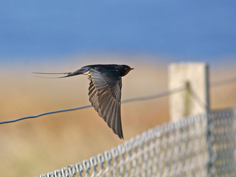 Barn Swallow, Flight