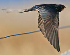 Barn Swallow