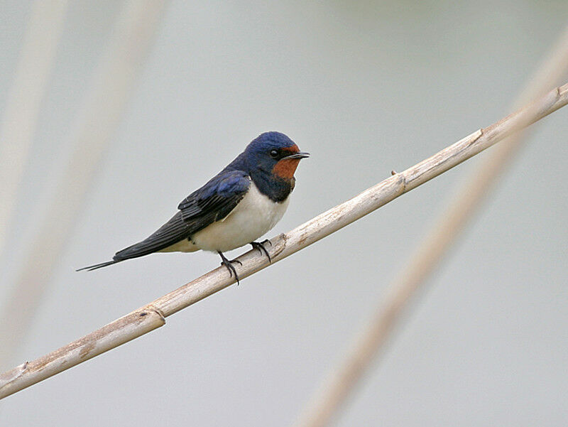 Barn Swallow