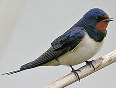 Barn Swallow