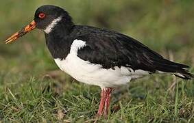 Eurasian Oystercatcher