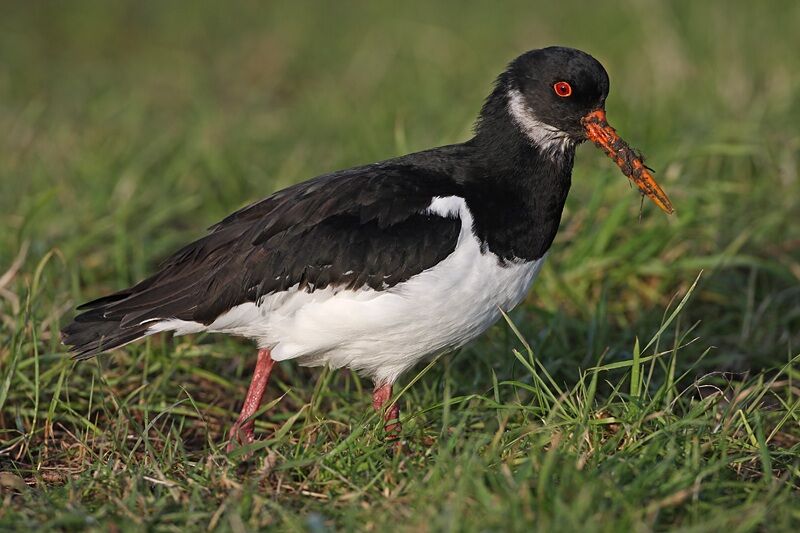 Eurasian Oystercatcher