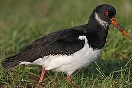 Eurasian Oystercatcher