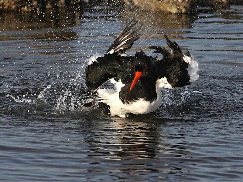 Eurasian Oystercatcher