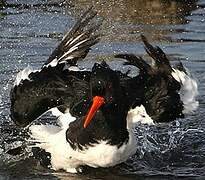 Eurasian Oystercatcher