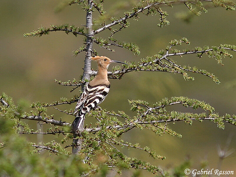 Eurasian Hoopoe