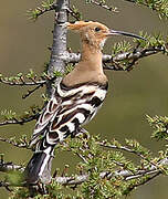 Eurasian Hoopoe