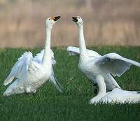 Cygne de Bewick