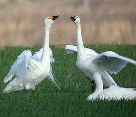 Cygne de Bewick