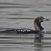 Plongeon arctique