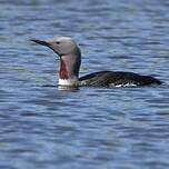 Plongeon catmarin