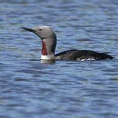 Plongeon catmarin