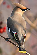 Bohemian Waxwing