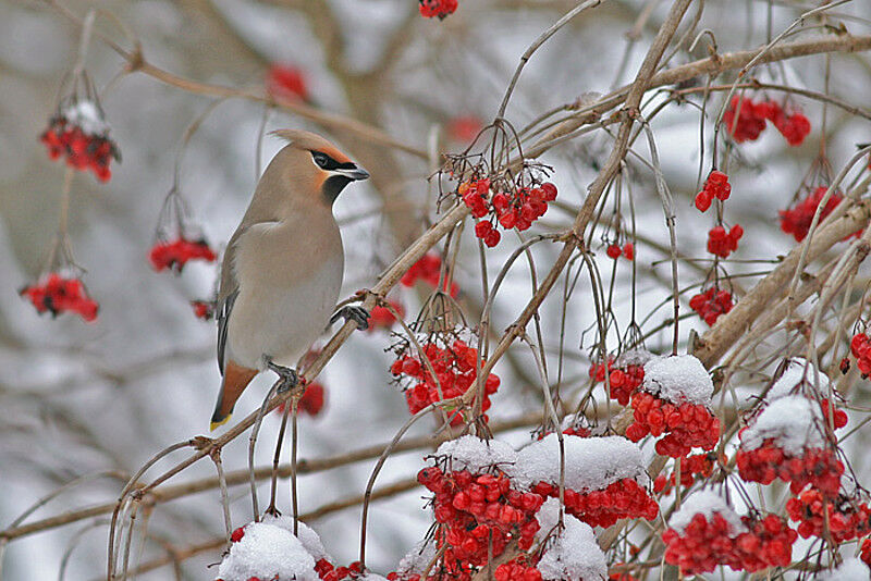 Bohemian Waxwing