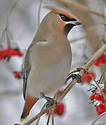 Bohemian Waxwing