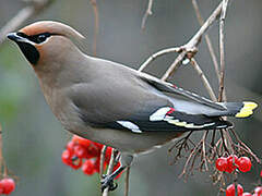 Bohemian Waxwing