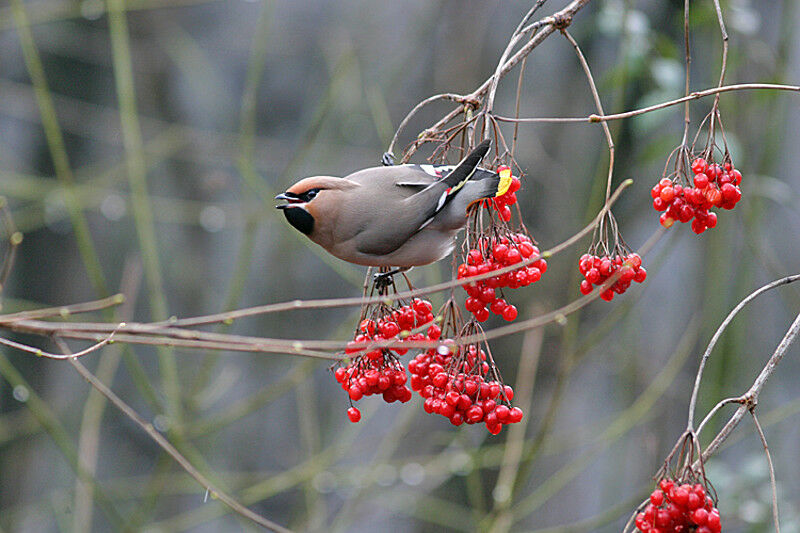 Bohemian Waxwing