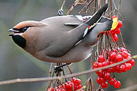 Bohemian Waxwing