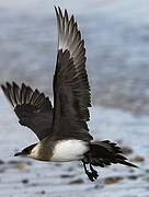 Parasitic Jaeger