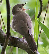 River Warbler