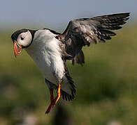 Atlantic Puffin