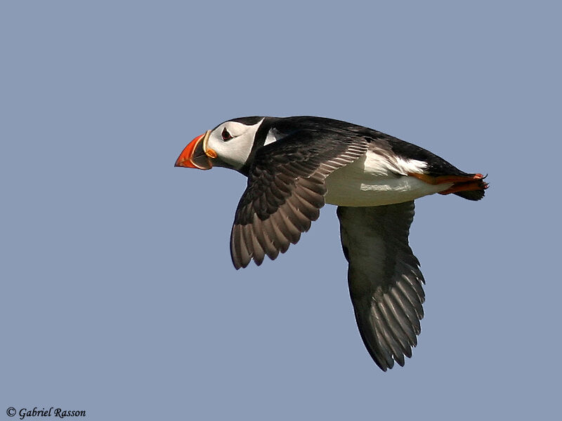 Atlantic Puffin