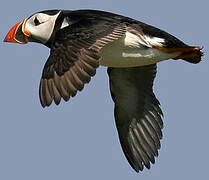 Atlantic Puffin