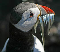 Atlantic Puffin