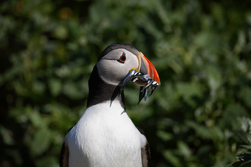 Atlantic Puffin