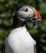 Atlantic Puffin